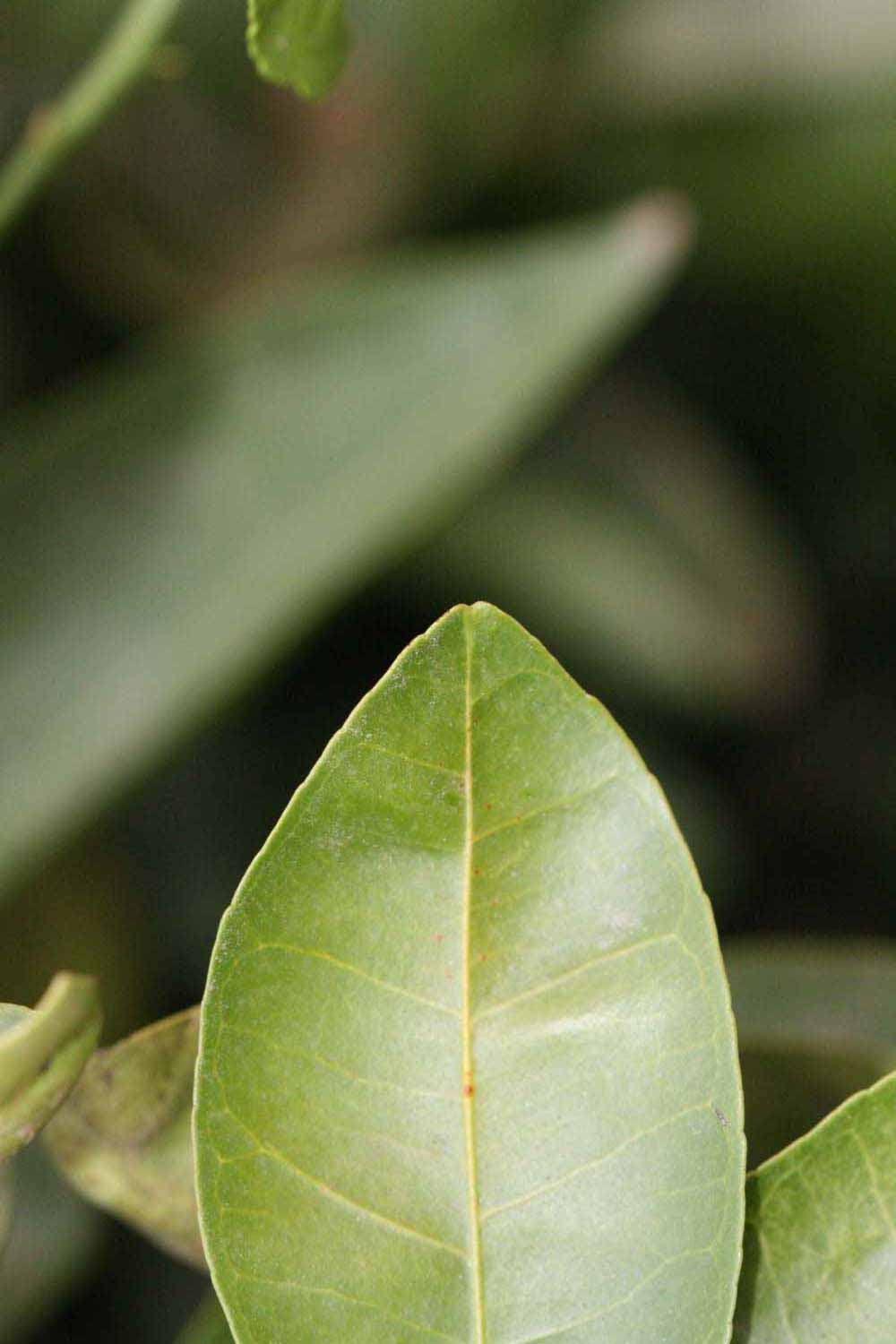              Margin (Riverside, CA)       